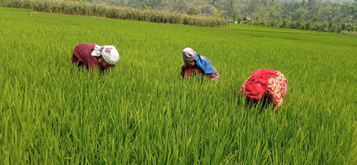 पाल्पामा चैतेधान खेती गर्न छाड्दै किसान   